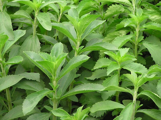 stevia-common