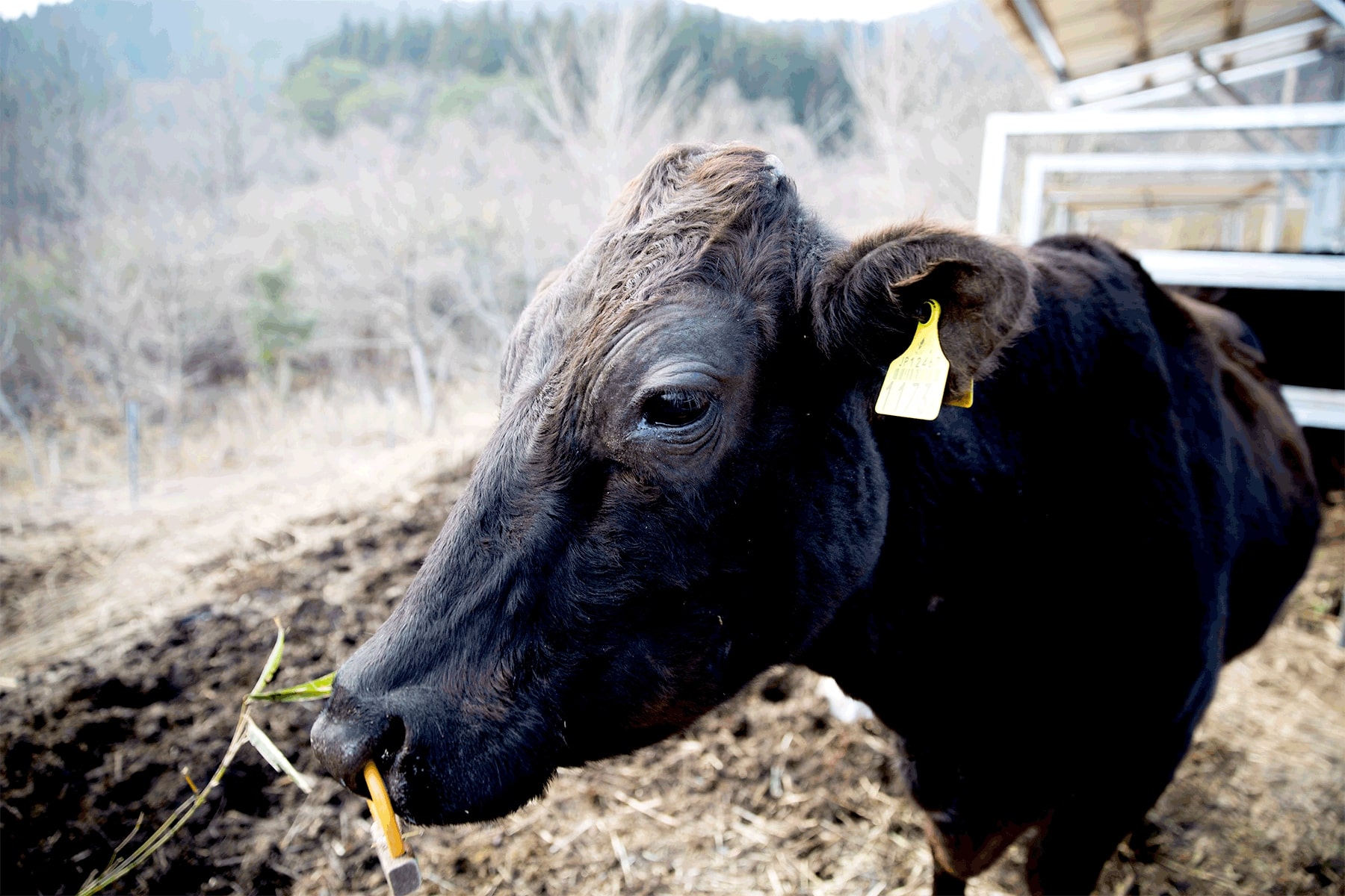 肉を食べることで救われる牛のいのち ー宝牧舎 代表 山地竜馬ー