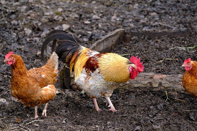 養鶏を各家庭に委託し、安定した収入を提供する