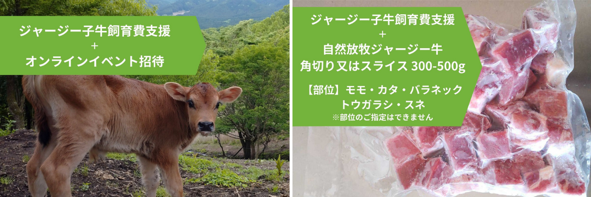 生まれてすぐ殺処分されるいのち。オスのジャージー牛飼育のためクラファン開始｜自然放牧の宝牧舎（大分県別府市）