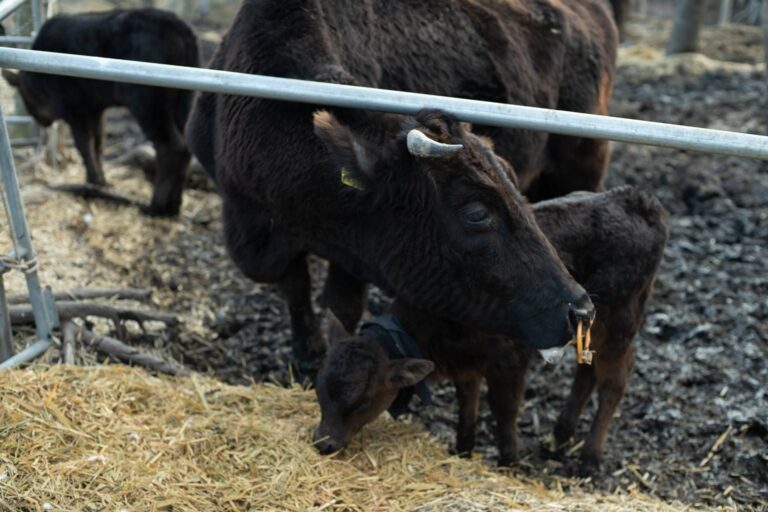 生まれてすぐ殺処分されるいのち。オスのジャージー牛飼育のためクラファン開始｜自然放牧の宝牧舎（大分県別府市）